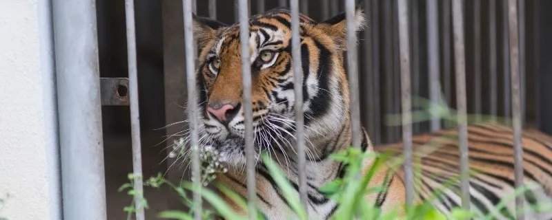 2010年是虎年吗 2010年属虎的是什么命