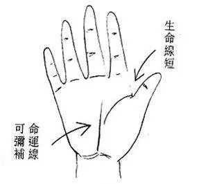 生命线短代表什么