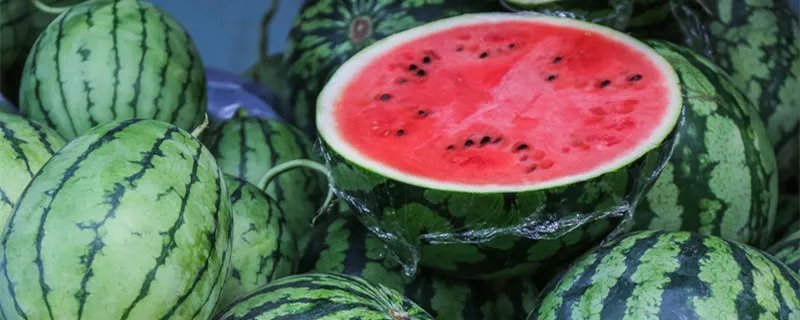 西瓜怎么种 西瓜如何种