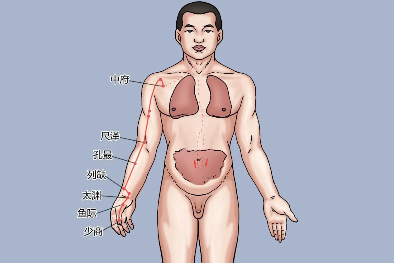 经络十二经脉图解