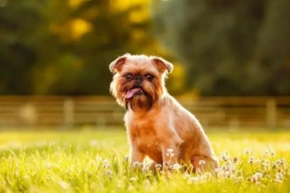 世界上最小的狗前十名 博美犬上榜，第一身高仅有15厘米左右
