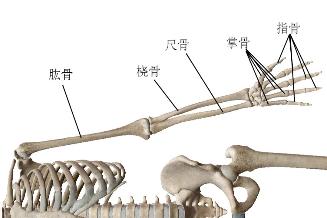 解剖图片人全身骨骼图