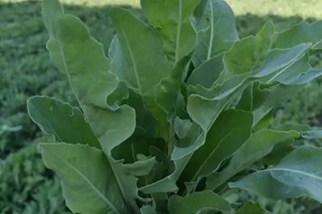 奥斯曼草的功效与作用