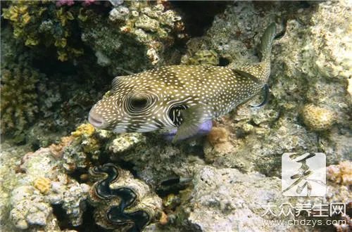 河豚鱼中含的河豚毒素是是什么?