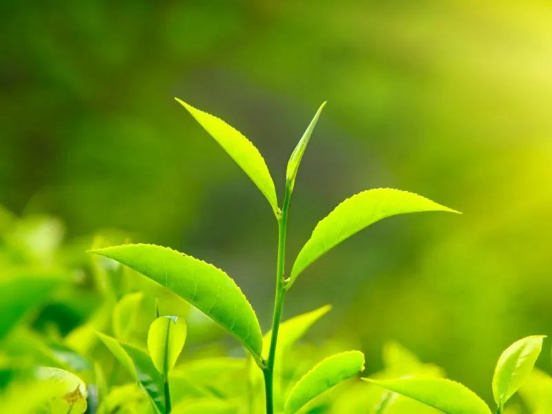 栀子叶的作用和功效