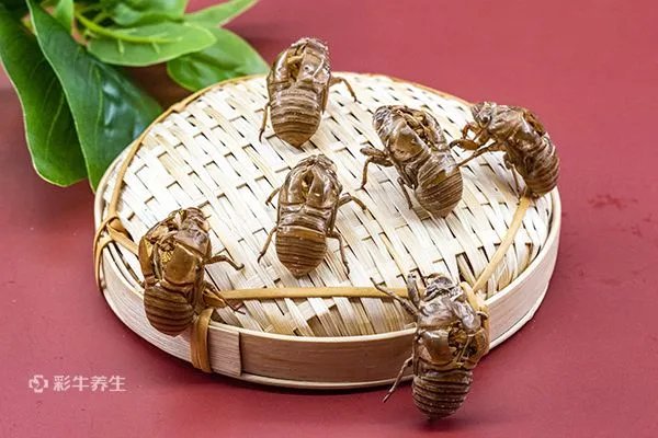 知了的营养价值和功效