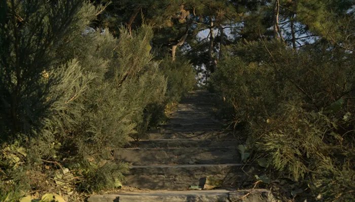 松树的特点 松树的特点有哪些