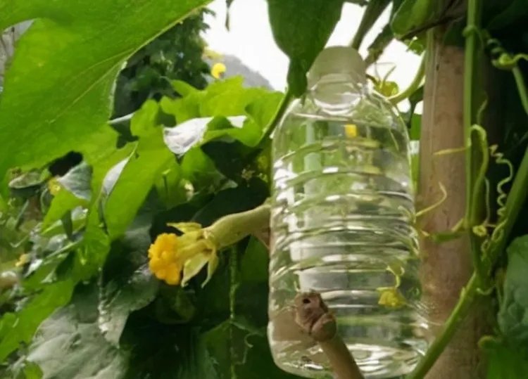 丝瓜水的功效与作用