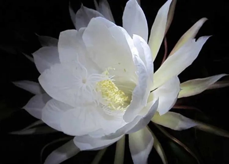 昙花的功效与作用