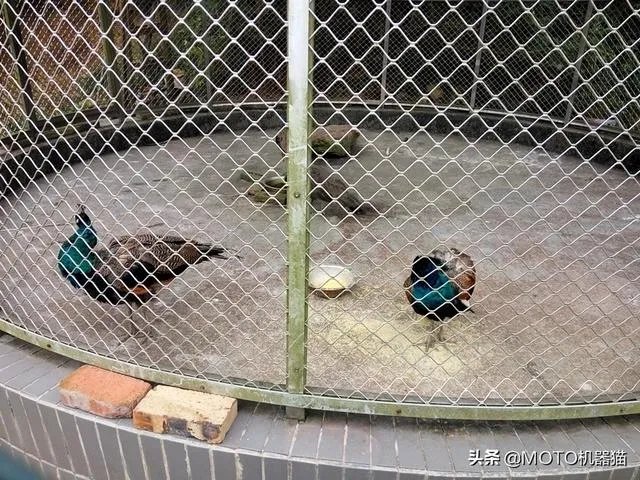 绵阳没有那种可以吃玩住的农家乐？有什么推荐的吗？