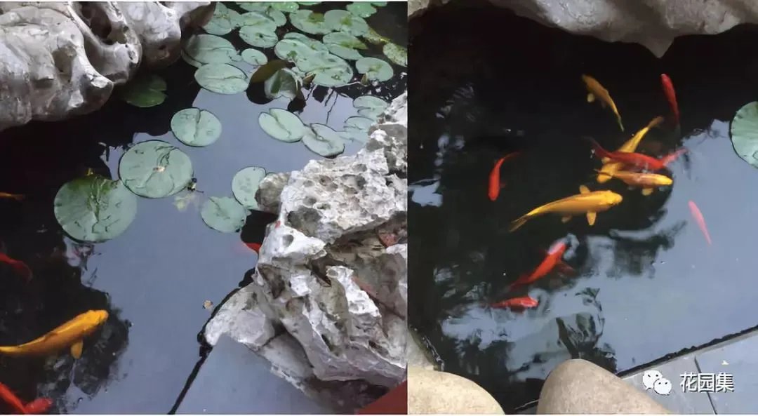 纯天然庭院鱼池打造攻略，生态、省心又实惠！赶紧收藏