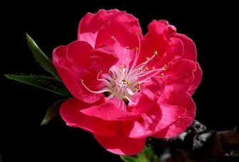 灰指甲的治疗土方法