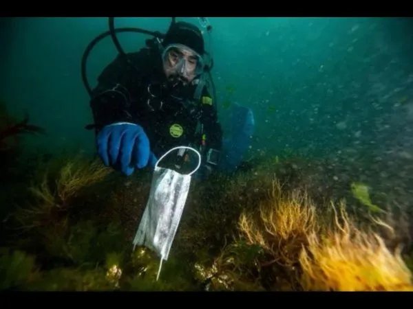 15亿只废弃口罩流入海洋，这对海洋生物造成了多大的危害？