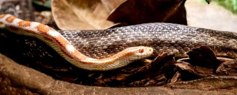 蛇年是哪几年 蛇年出生的人2022年多大