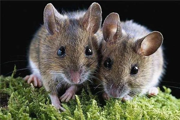 江西大余全民灭鼠，老鼠的消失会对居民有什么影响？