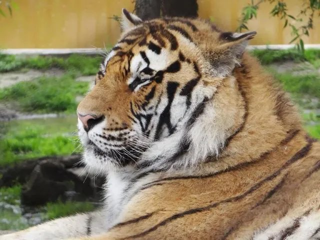 哈尔滨的东北虎林园好玩吗？