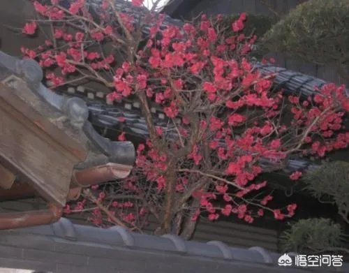 下联：墙里开花墙外红，上联如何对？