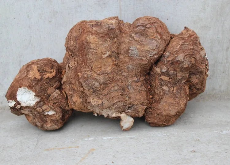 茯苓的功效与作用