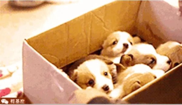 养柯基是怎样一种体验？