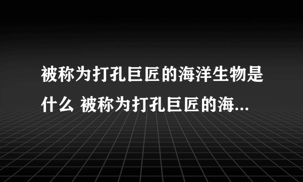 被称为打孔巨匠的海洋生物是什么 被称为打孔巨匠的海洋生物的简介