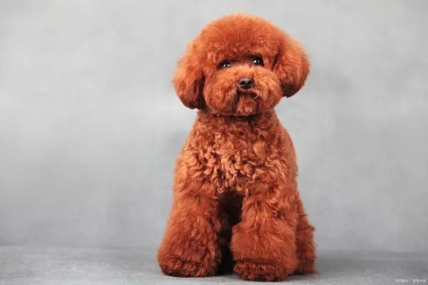 大部分人都喜欢小巧玲珑的狗狗，那么茶杯泰迪犬大概多少钱呢？