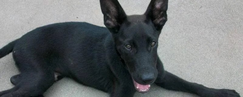 黑狼犬和墨界犬的区别