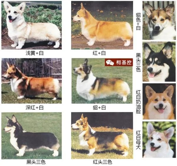 养柯基是怎样一种体验？