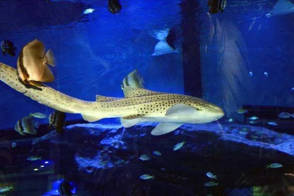 郑州两个海洋馆哪个好