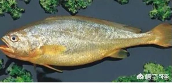 怎么挑选最鲜的海鲜？