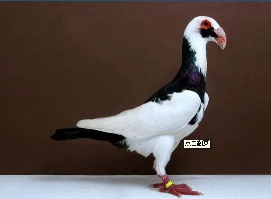 谁有大鼻鸽子图片，发几张