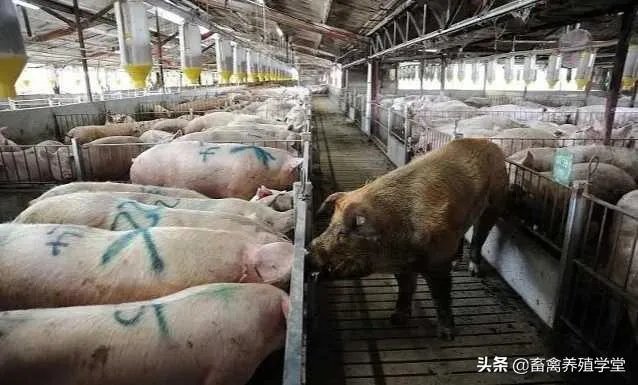 猪价全面暴跌！猪肉降入20元时代，10元猪肉还远吗？