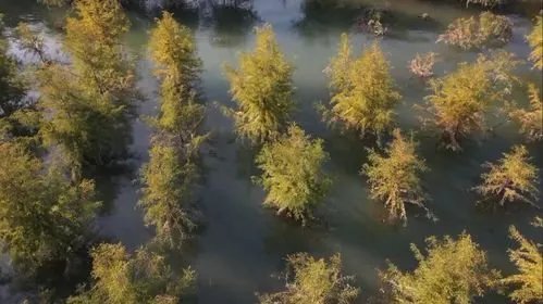 美景再现！三峡库区再现水中森林，这是什么现象？