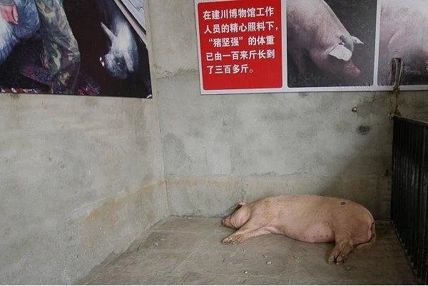 14岁的猪坚强已瘦骨嶙峋，你有什么想对猪坚强说的吗？