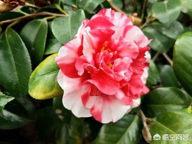 广东佛山的西樵山好玩吗？