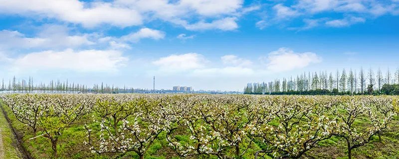 梨树病虫害防治 梨树病虫害怎么应对