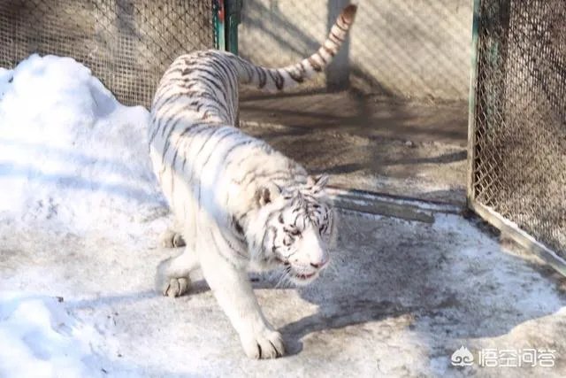 哈尔滨的东北虎林园好玩吗？