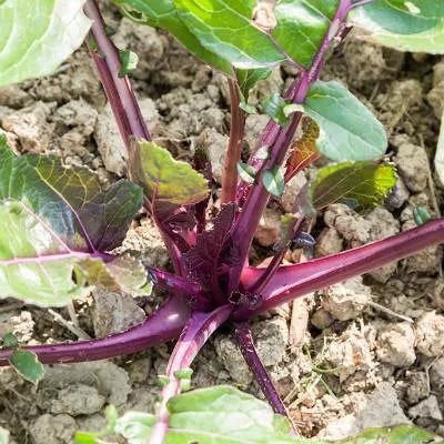 妇科炎症吃什么中药好