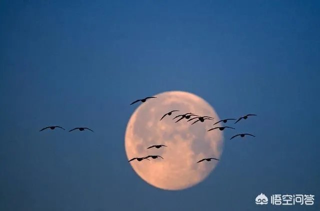 上联：万家灯火平安夜。如何对下联？