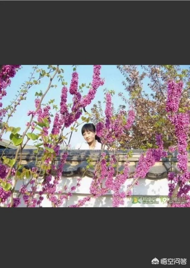 下联：墙里开花墙外红，上联如何对？