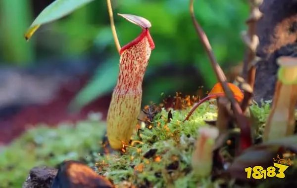 下列选项中哪种植物也是吃肉的 蚂蚁庄园5.14答案今日答案