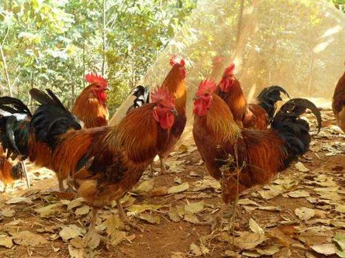 求土鸡养殖技术