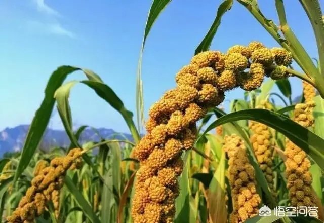 关于农业生产的俗语有哪些？