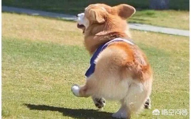 养柯基是怎样一种体验？