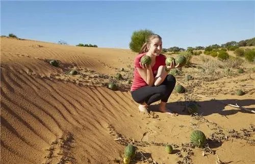 沙漠里遍地都是西瓜，为什么没人敢吃？它是什么东西？