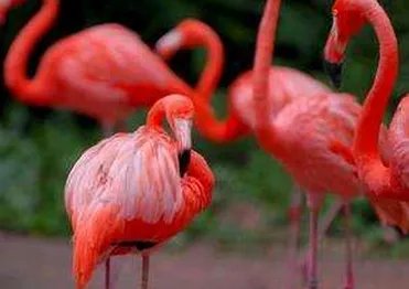 火烈鸟的羽毛为什么是红色的？