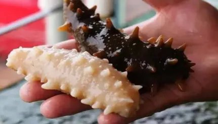 作为世界上最珍贵的海参，白玉海参最贵是多少元一公斤？