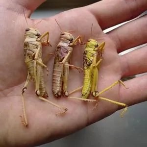 蚂蚱腿怎么炸的