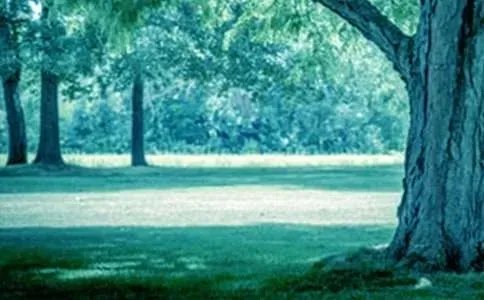 2．《小苗与大树的对话》教学设计