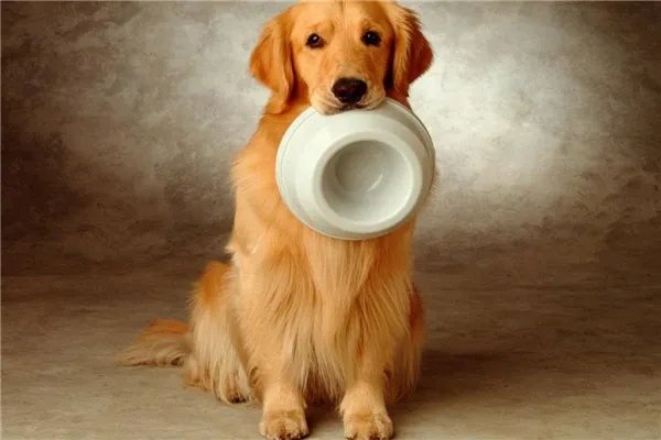 顺德警方凌晨通报：将金毛犬活活打死的贵宾犬主人已被刑拘，你怎么看？