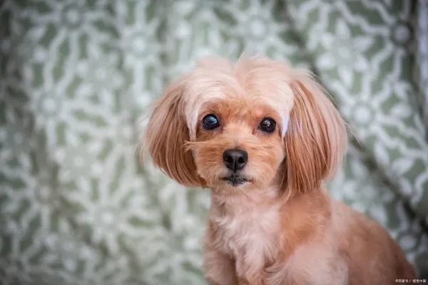 大部分人都喜欢小巧玲珑的狗狗，那么茶杯泰迪犬大概多少钱呢？